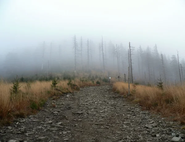 Misty path — Stock Photo, Image