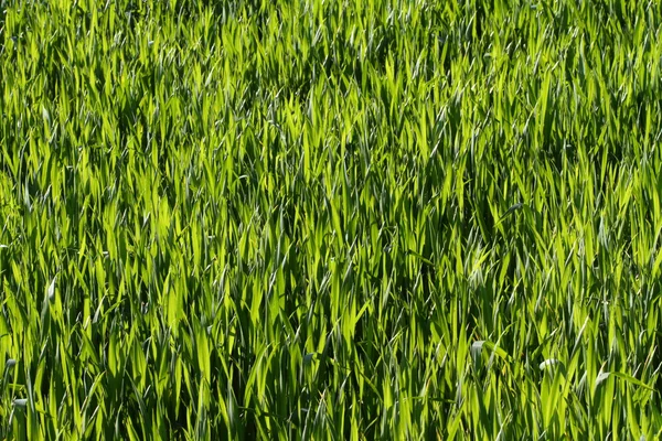 Naturliga grönt gräs — Stockfoto