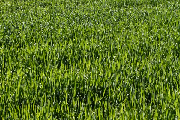Natuurlijke groen gras — Stockfoto