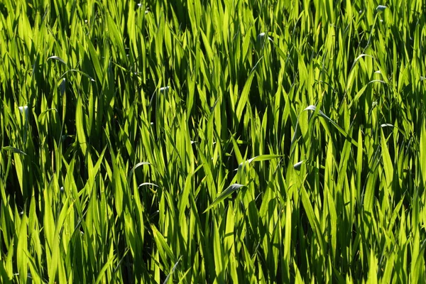 Natürliches grünes Gras — Stockfoto