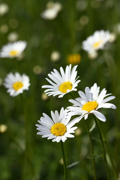 stock image Daisy