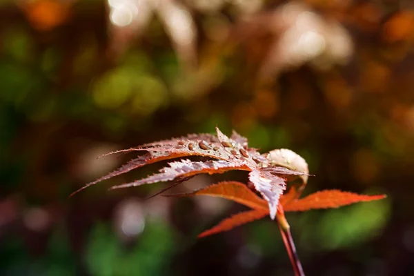 Leaf of Autumn — Stock Photo, Image