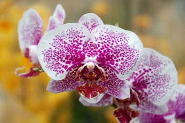 Bloomed phalaenopsis