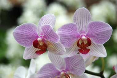 Bloomed phalaenopsis