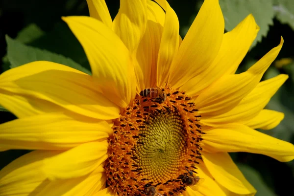 stock image Bee collects honey from a sunflower