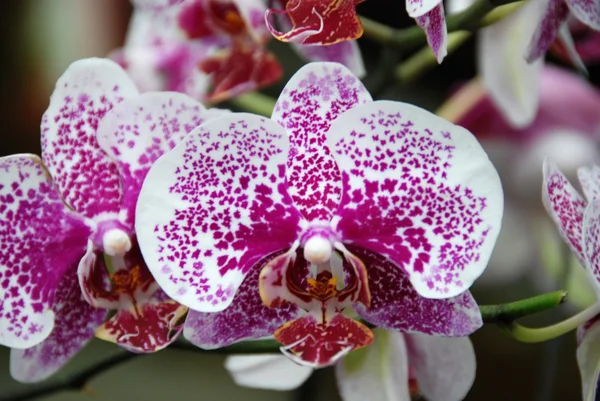 Stock image Bloomed phalaenopsis