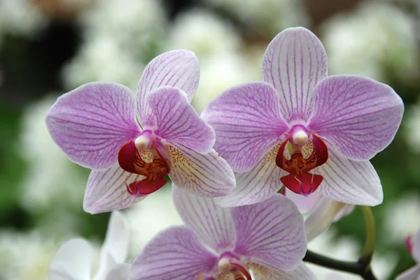 stock image Bloomed phalaenopsis