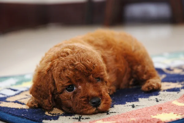 Kırmızı oyuncak fino köpeği — Stok fotoğraf