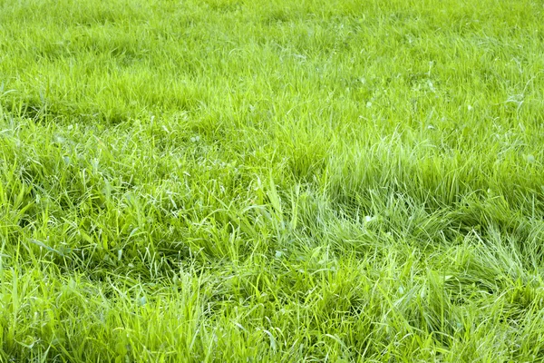 stock image Green grass