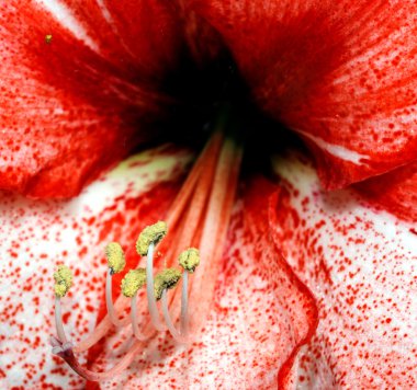 Lilie flower clipart