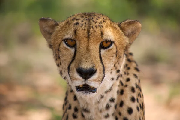 Gepard w Fundacji Harnas Namibia — Zdjęcie stockowe