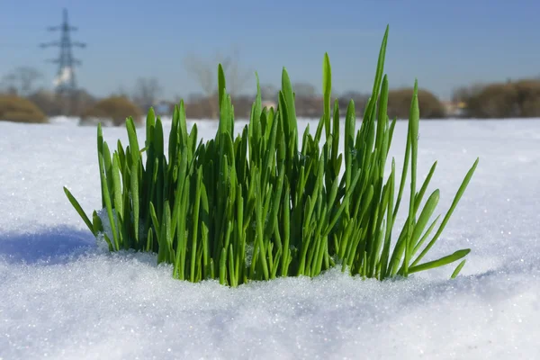 Grass on snow — Stock Photo, Image