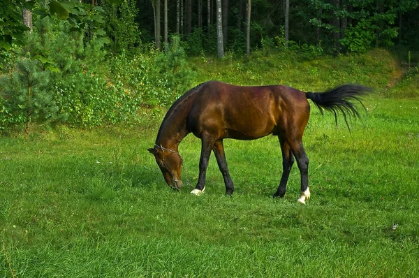 Hevonen — kuvapankkivalokuva