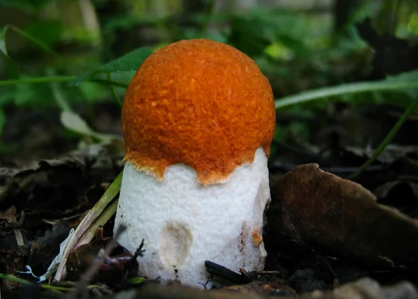 Аспенский гриб — стоковое фото