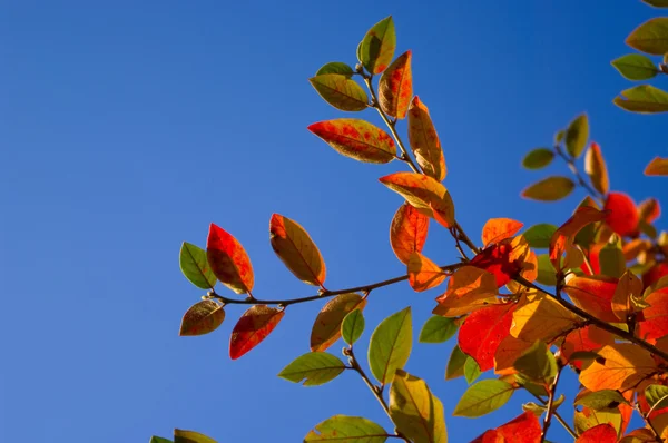 Flerfargede blader – stockfoto