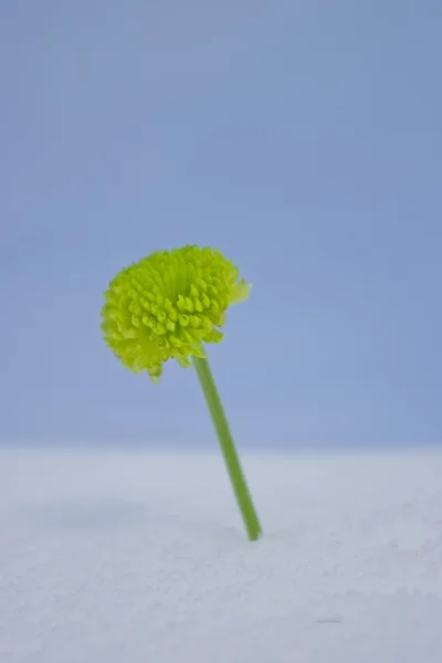 Green chrysanthemum — Stock Photo, Image