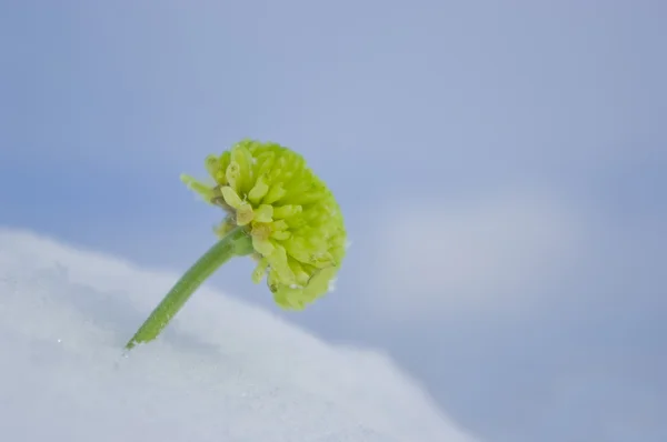 stock image Green chrysanthemum