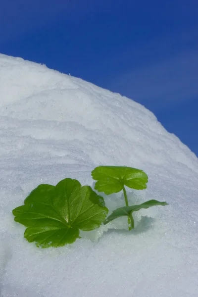 Geranium na śniegu — Zdjęcie stockowe
