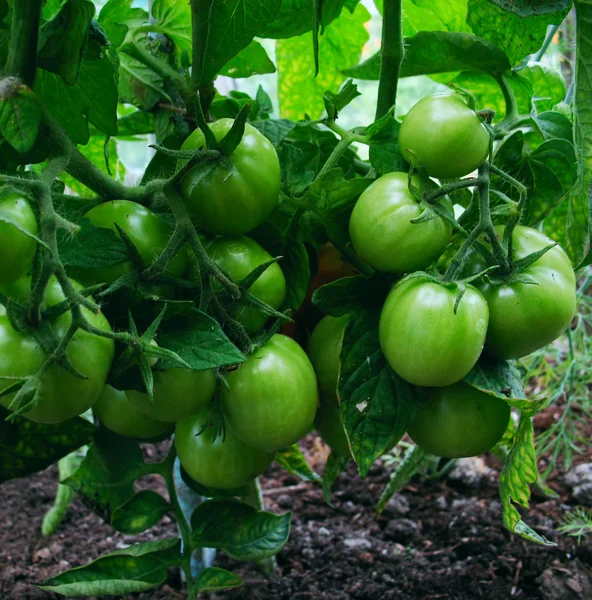 Groene tomaat — Stockfoto