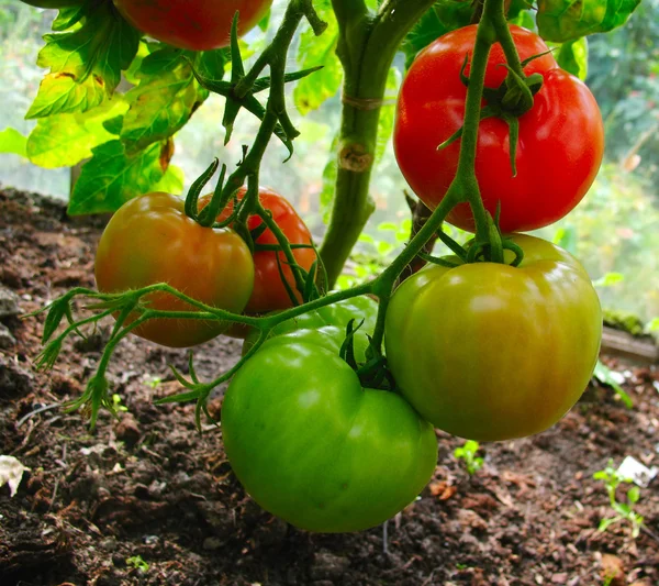 3 coloured tomatos — Stock Photo, Image