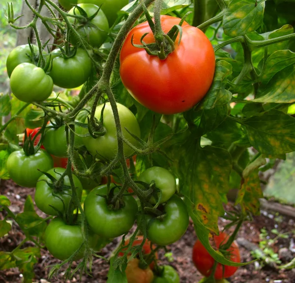 Yeşil domates — Stok fotoğraf