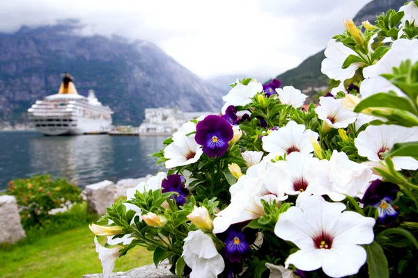 stock image Violet and petunias