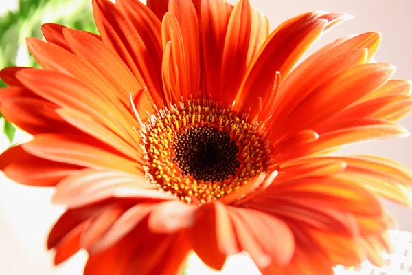 Turuncu gerbera