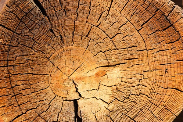 Фон с дерева — стоковое фото