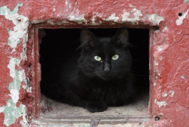 güzel, siyah bir kedi portresi