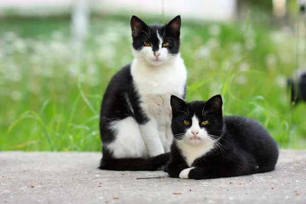 Porträt schöner schwarzweißer Katzen — Stockfoto