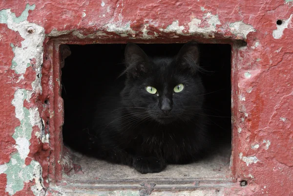 Portrét krásné černé kočky — Stock fotografie