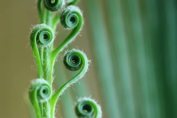 stock image Cycas