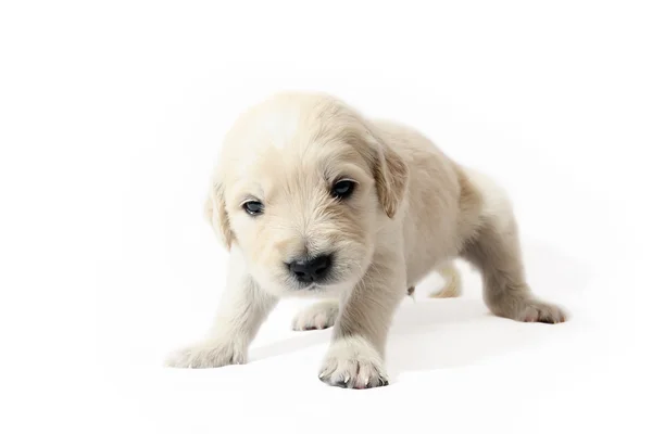 stock image Golden Retriever puppy