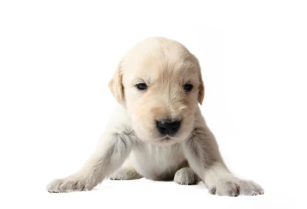 stock image Golden Retriever puppy