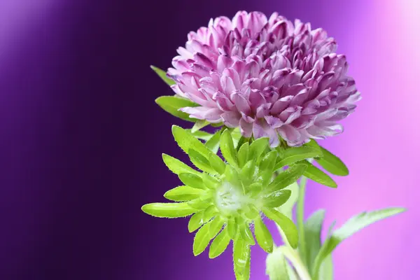 Астерс квіти — стокове фото