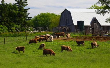 Ontario Cattle Farm clipart