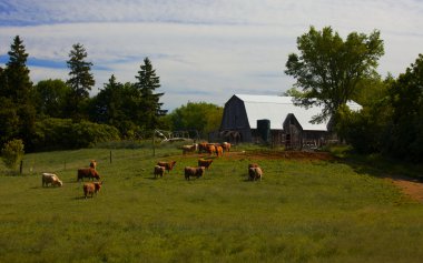 Ontario sığır çiftliği