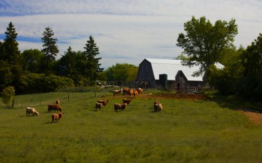 Ontario Cattle Farm clipart