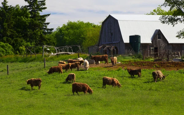 Скотоводческая ферма Онтарио — стоковое фото