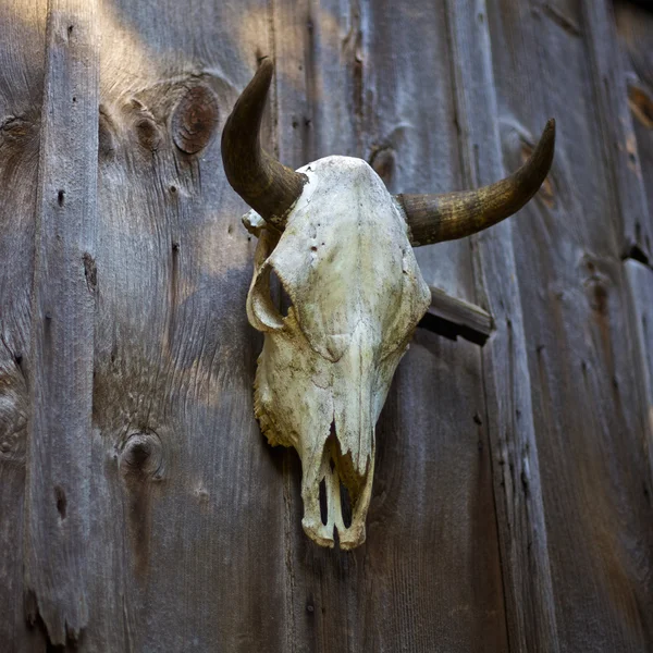 Коровий череп — стоковое фото