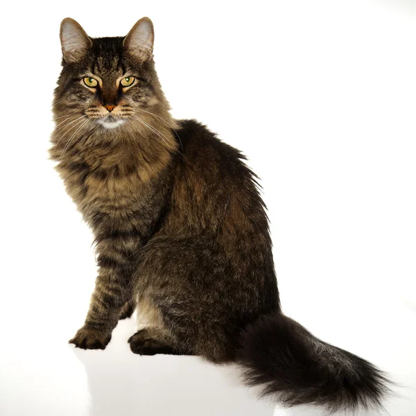 Regal Cat — Stock Photo, Image