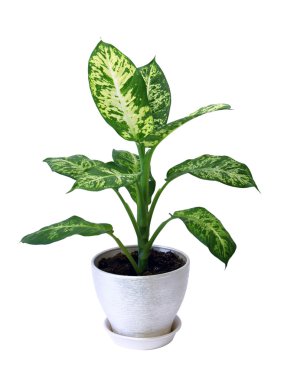 Dieffenbachie lat. dieffenbachia green plant in clipart