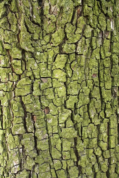 stock image BARK TEXTURE