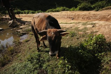 Nepal