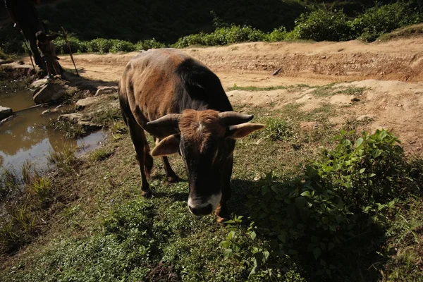 Непал — стоковое фото