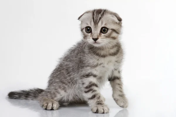 Fluffy kittens — Stock Photo, Image
