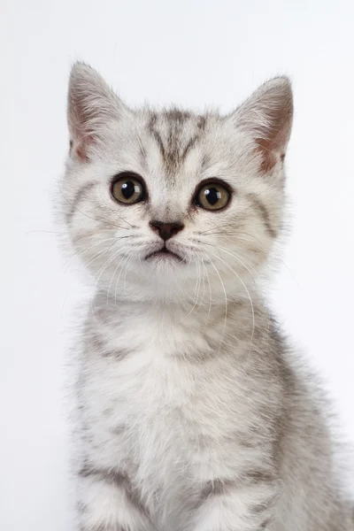 Tüylü yavru kedi — Stok fotoğraf
