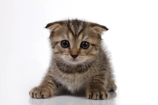 Fluffy kittens — Stock Photo, Image