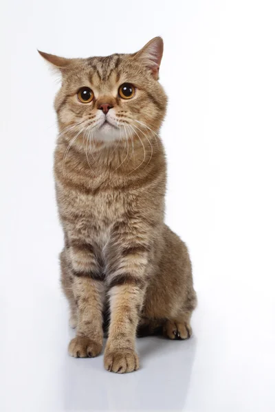 Gato británico Imagen de archivo
