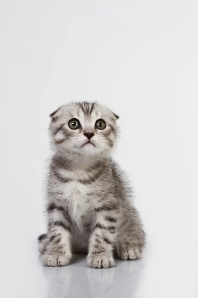 Tüylü yavru kedi Telifsiz Stok Fotoğraflar